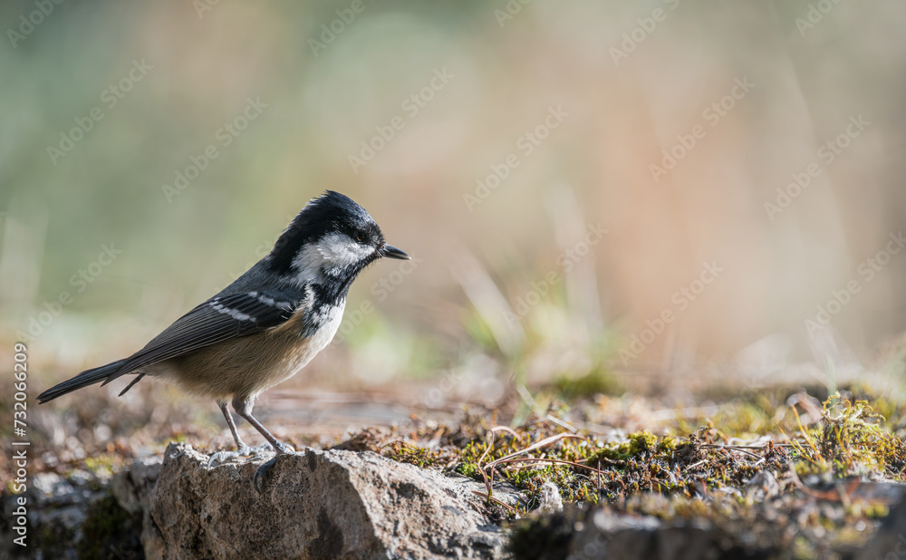 Obraz premium Mésange noire (Periparus ater) posée sur un vieux muret en pierre