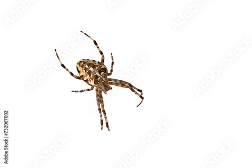 European garden spider isolated (Araneus diadematus).