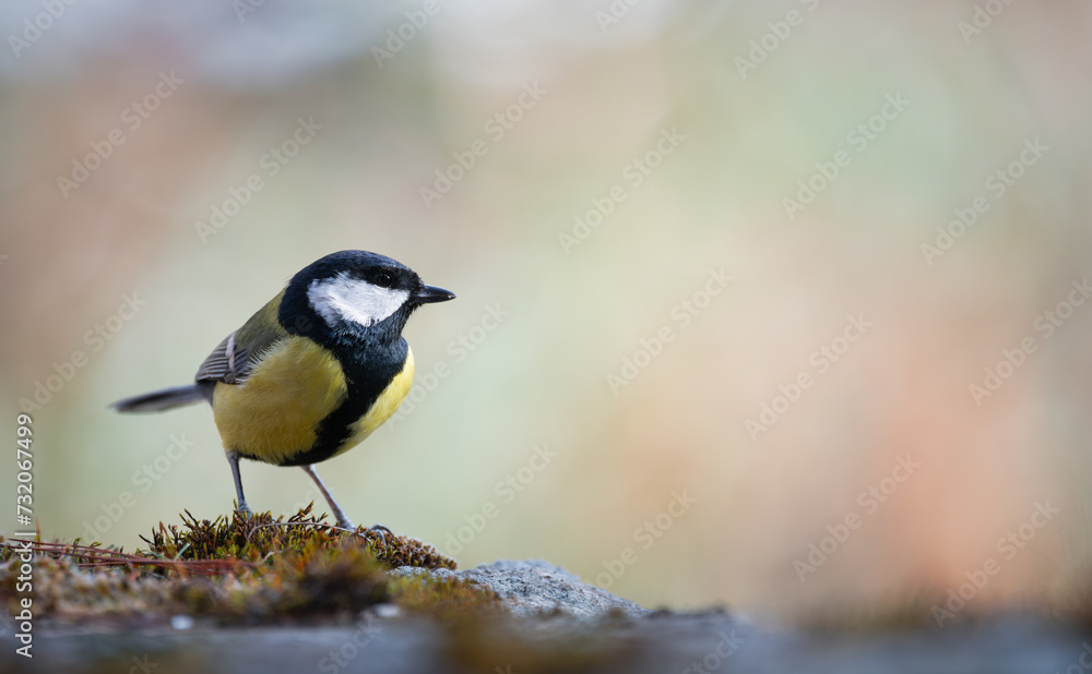 Great tit (Parus major), resting on a stone wall Great tit (Parus major), resting on a stone wall