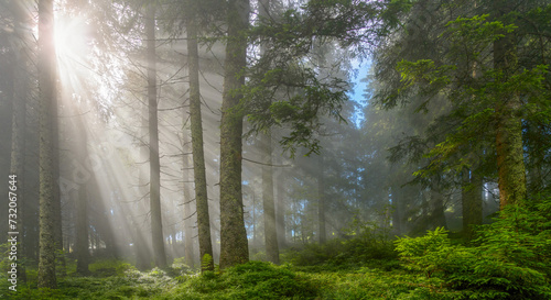 A misty forest in the beautiful Wildsch  nau region of Austria.