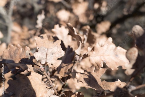 brown dry oak leaves on a branch
