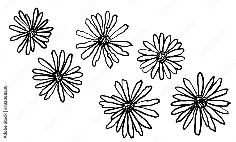 Handdrawn black daisy. Ink drawing flowers and leaves in naive style, childish or primitive drawing. botanical illustration.  Black and white vector.  Abstract blossom with stems.