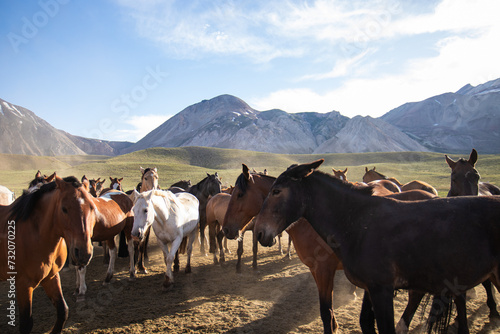 Manada de caballos en la  montaña photo