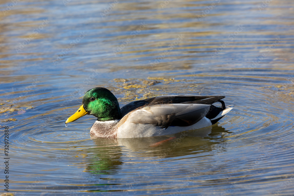 Close up of a mallard duck in a river Close up of a mallard duck in a river