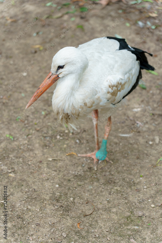 A white stork walks in the park. A big white bird in the zoo. A sick stork with a broken leg. A white stork walks in the park. A big white bird in the zoo. A sick stork with a broken leg.