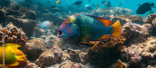 A vibrant electric blue Parrotfish with striking fins gracefully swims underwater near a coral reef.