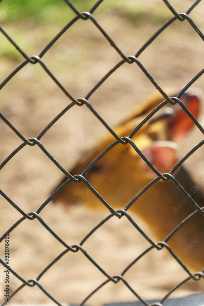 Spotted deer at the zoo. The life of animals in a cage for the entertainment of people. Care for rare species of animals. Spotted deer at the zoo. The life of animals in a cage for the entertainment of people. Care for rare species of animals.
