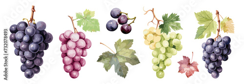 Grape berries and leaves. Bunches of grapes, black, red and white sort. Isolated sweet fruits, raw ingredients for wine. Vinery, vector fresh food set photo