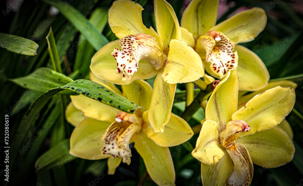 Obraz premium Close up of a yellow orchid 
