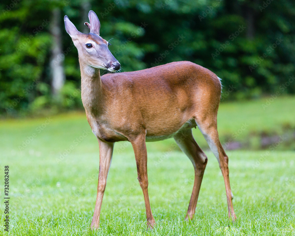 Fototapeta premium deer in the forest