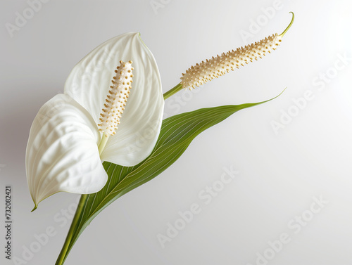 Fleurs sur fond blanc : vision minimaliste de fleur de lune ou fleur éponge (spathiphyllum torelli alias peace lily)