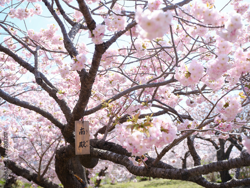 松前城の桜 photo