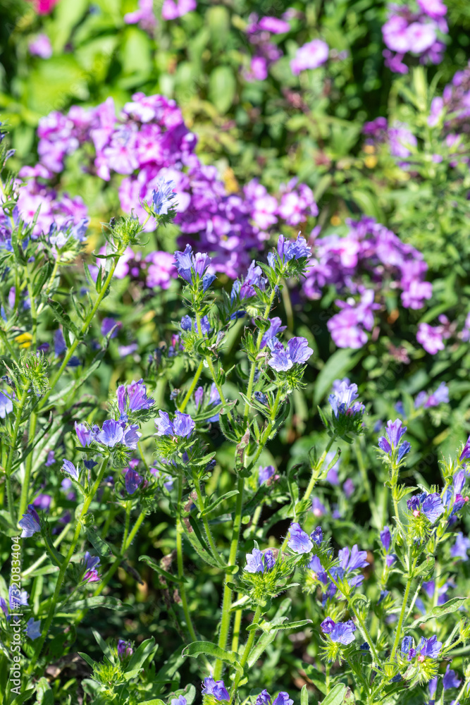 Vipers bugloss (echium vulgare) flowers in bloom