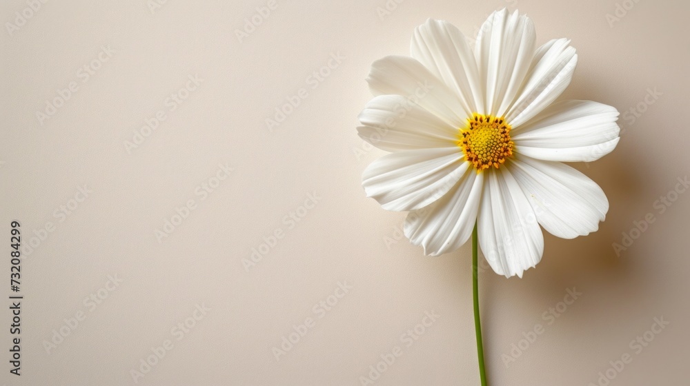Obraz premium Minimalist photo with a single flower, symbolizing a mother's love and nurturing presence