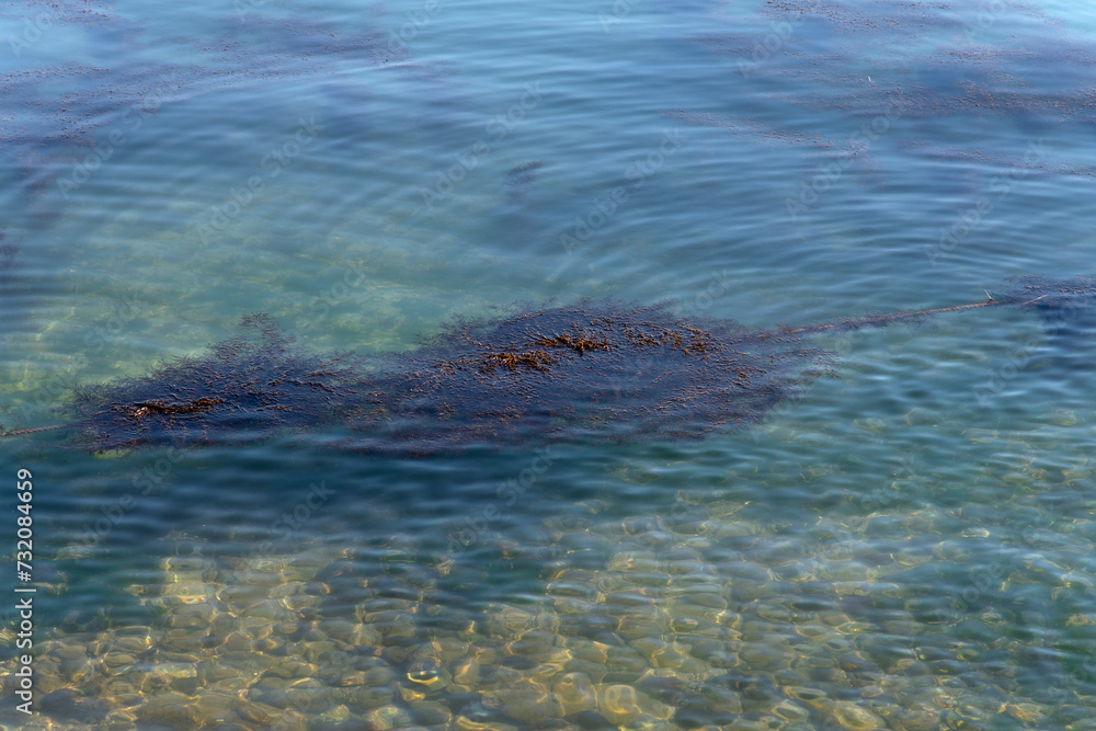 Obraz premium View of seaweeds floating on the sea