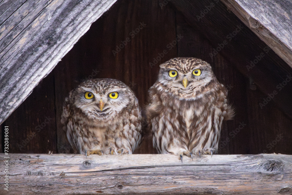 Fototapeta premium cute little owls couple