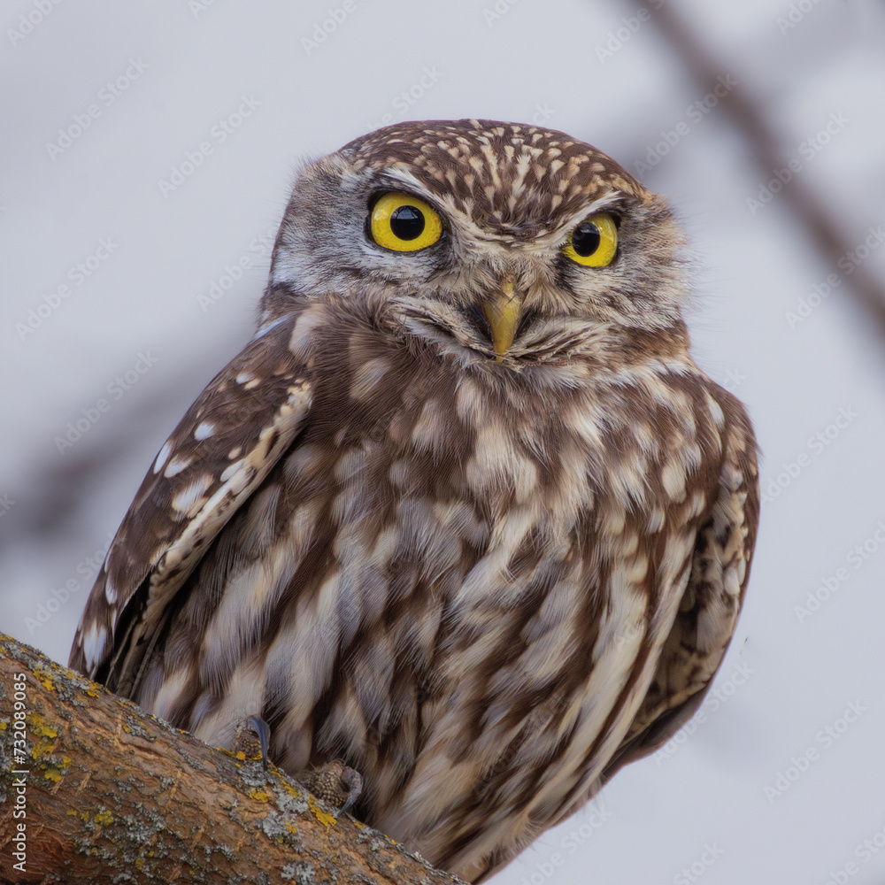 closeup of a cute little owl