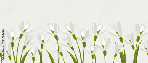 Seamless border, spring flowers snowdrops on light green background. Spring background with copy space. Illustration, vector