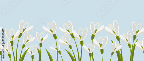 Seamless border, spring flowers snowdrops on light green background. Spring background with copy space. Illustration, vector