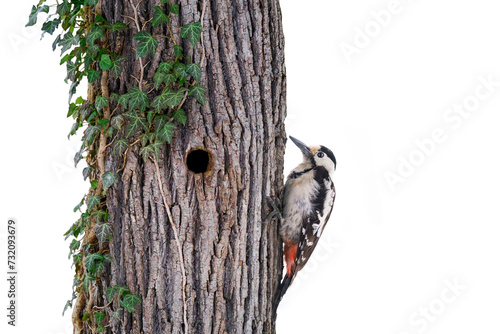 woodpecker and woodpecker hollow in an oak tree with ivy on a white background