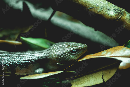 animals, zoo, adventure, travel, asia, rain forest, snake, lizard, fish, reptile, flags, food, desserts, turtle, water, pets, plants, flowers, building, asian, water, fountain, zen, japan, china,  © Christal