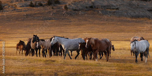 Mares and Foals golden hour wyoming photo