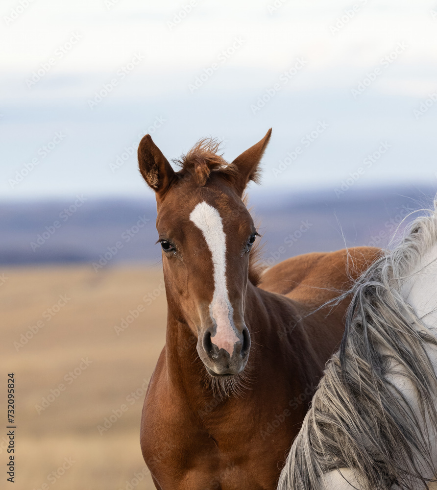 Quarter Horse Foal Quarter Horse Foal