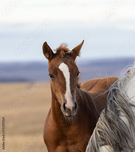 Quarter Horse Foal © Terri Cage 