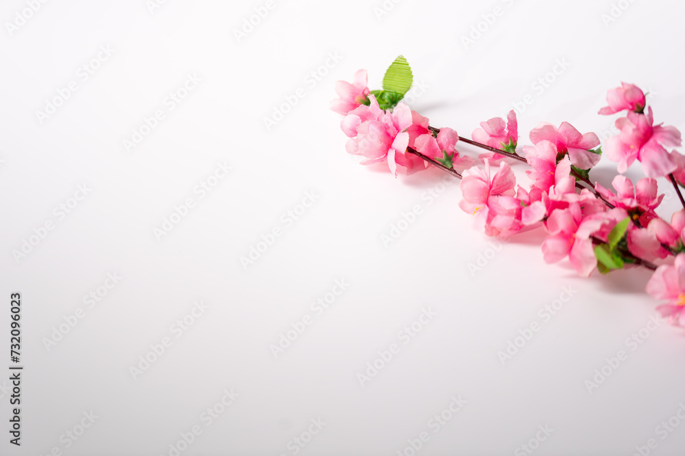 pink flowers on a white