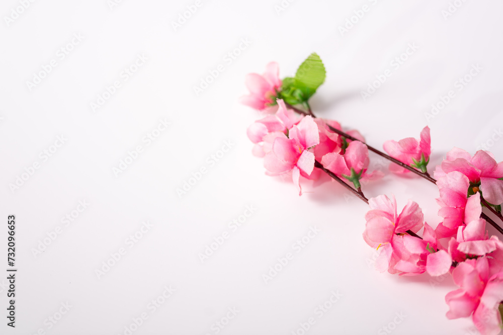 pink blossom isolated on white