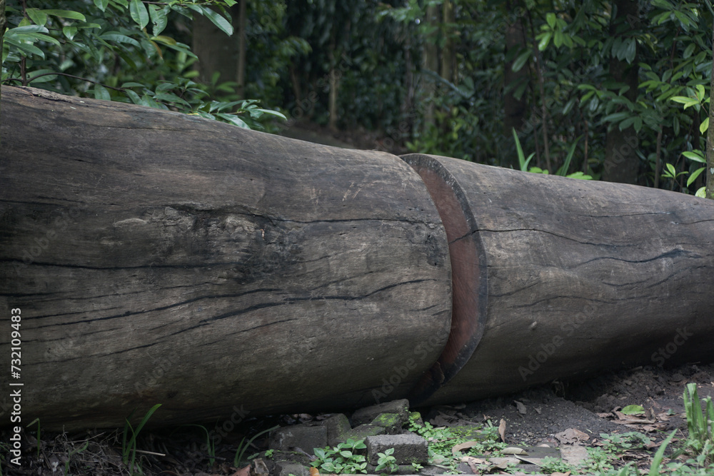big fallen tree is rotting in the middle of the forest landscape big fallen tree is rotting in the middle of the forest landscape