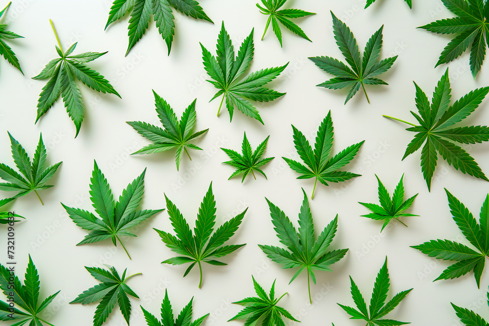 Overhead flat lay of CBD cannabis marijuana leaves pattern on a white background. Natural hemp medicine concept banner.