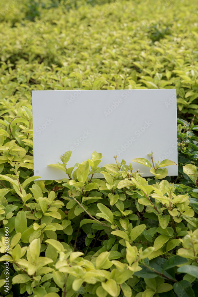 Blank business card template for design above the leaves, mockup poster nature minimalist calm potrait yellow green 2 Blank business card template for design above the leaves, mockup poster nature minimalist calm potrait yellow green 2