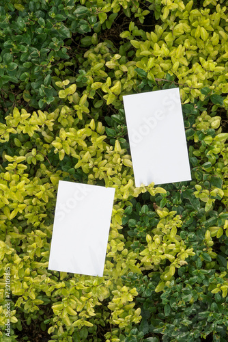 Blank front back business card template for design above the leaves, mockup poster nature minimalist calm potrait yellow 4
