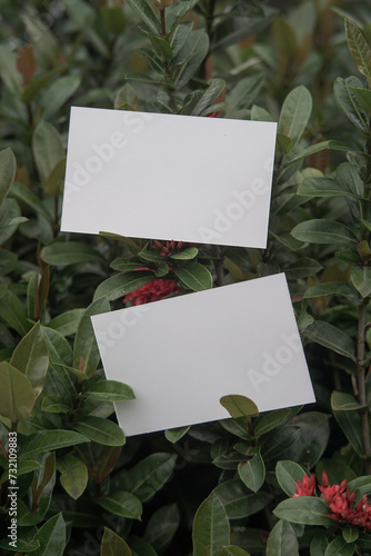 Blank front back business card template for design above the leaves, mockup poster nature minimalist potrait red flower 3 (ID: 732109883)