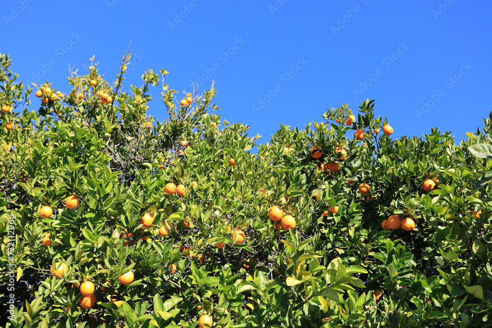 Ripe oranges hanging in a dense crown of citrus trees during  Arizona warm winter