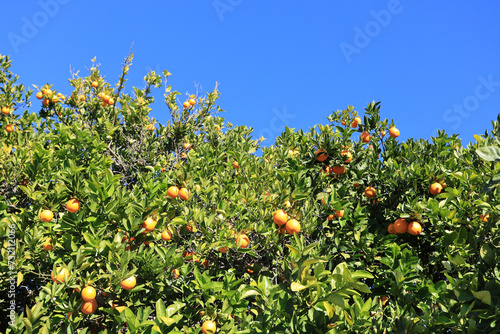 Ripe oranges hanging in a dense crown of citrus trees during Arizona warm winter