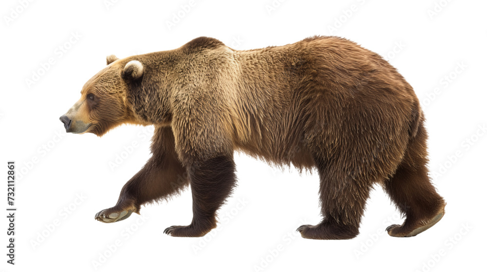 Fototapeta premium brown bear cutout walking isolated on white, side view on transparent png background 