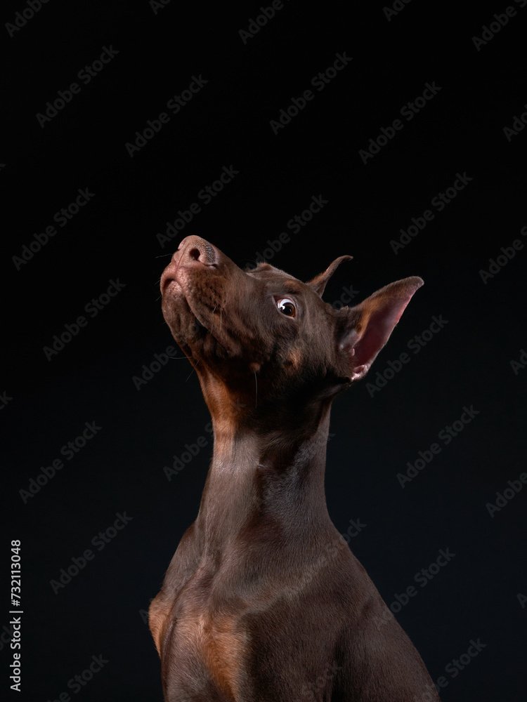 An attentive brown Doberman puppy looks upwards, its silhouette against a dark background highlighting its sleek profile