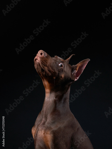 An attentive brown Doberman puppy looks upwards, its silhouette against a dark background highlighting its sleek profile © annaav