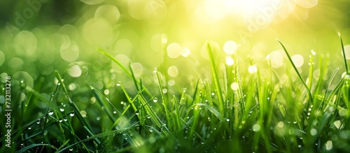 A stunning close-up of a lush green meadow with sparkling water droplets on the blades of grass, capturing the essence of nature and terrestrial plant life.