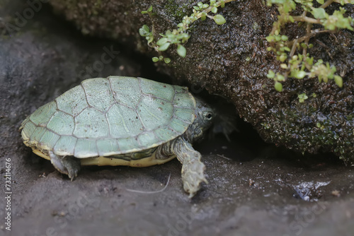 A young red eared slider tortoise is basking on a moss-covered rock before starting its daily activities. This reptile has the scientific name Trachemys scripta elegans.