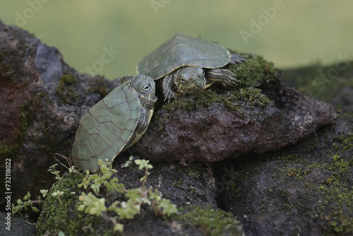 Two young red eared slider tortoises are basking on a moss-covered rock before starting its daily activities. This reptile has the scientific name Trachemys scripta elegans.