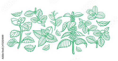 Isolated vector hand drawn set of peppermint and melissa.Mint leaves branches and flowers, spearmint and melissa herbs.Culinary or medical aromatic plant twigs.Botanical elements on a green background