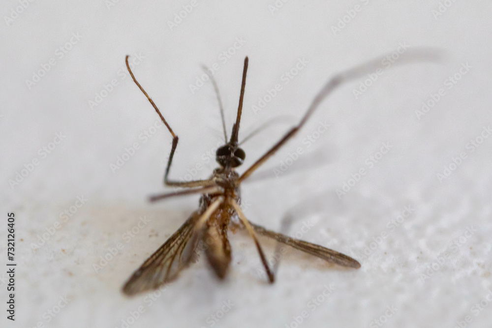 dead mosquito, aedes aegypti transmitter of dengue fever, isolated on white background dead mosquito, aedes aegypti transmitter of dengue fever, isolated on white background