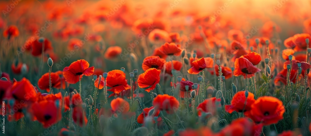 A beautiful natural landscape with a meadow of corn poppies featuring red flowers and grass, all illuminated by a sunset in the background. A beautiful natural landscape with a meadow of corn poppies featuring red flowers and grass, all illuminated by a sunset in the background.