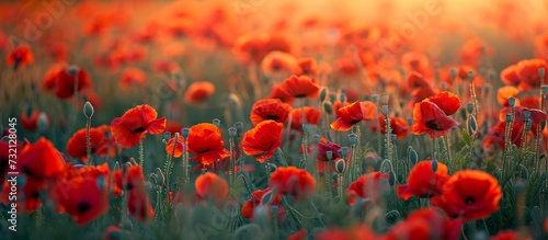 A beautiful natural landscape with a meadow of corn poppies featuring red flowers and grass  all illuminated by a sunset in the background.