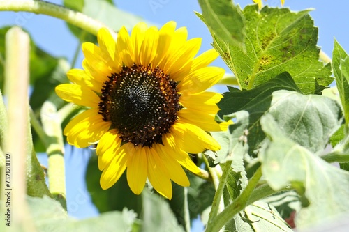 fiore di girasole in una giornata assolata 