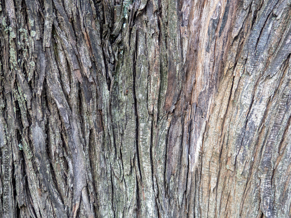 Wrinkled tree bark. Gray brown natural background. Wood pattern. Natural material Wrinkled tree bark. Gray brown natural background. Wood pattern. Natural material