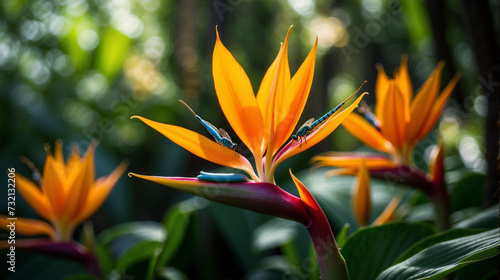 Birds of Paradise Tropical flower